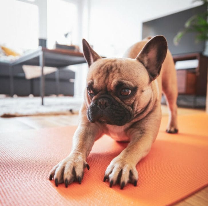 Boston Terrier doing the downward dog pose on a yoga mat